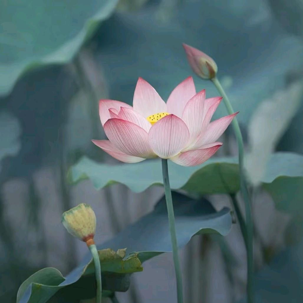 岁月静好