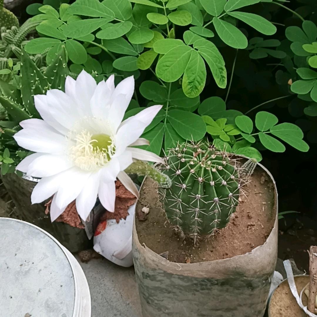 馨儿