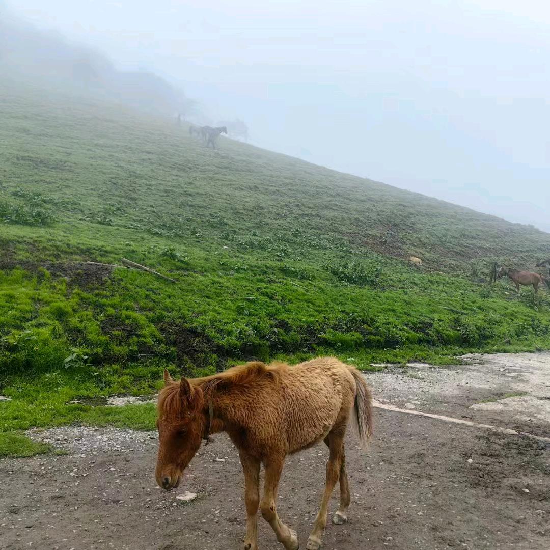 小伍哥