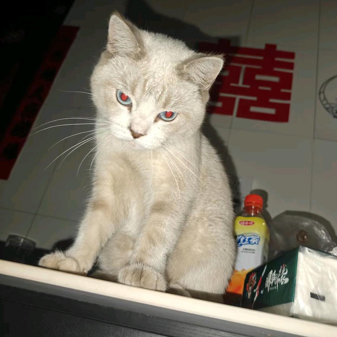 多亿是只喵🐱~