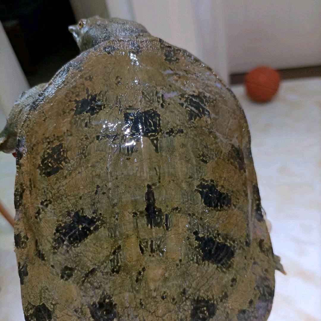 强哥猎甲
