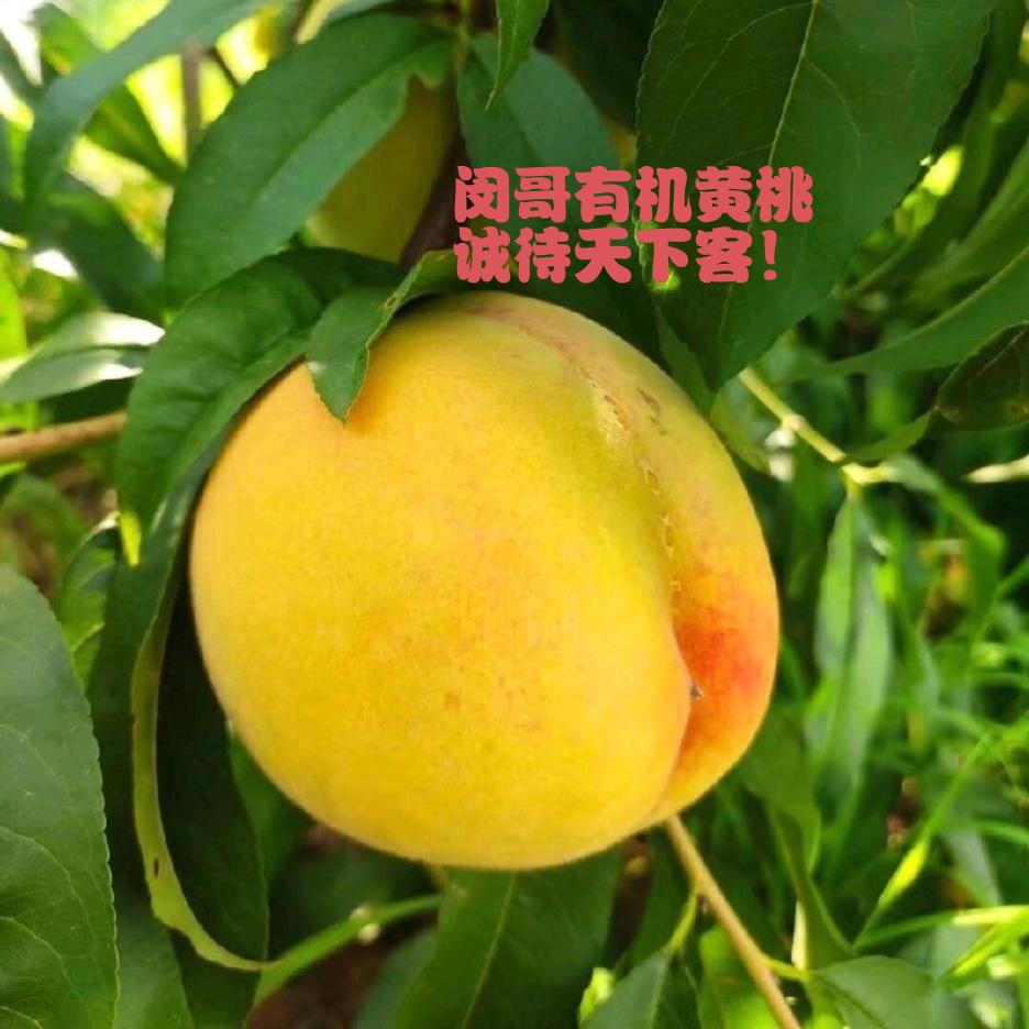 闵哥有机黄桃