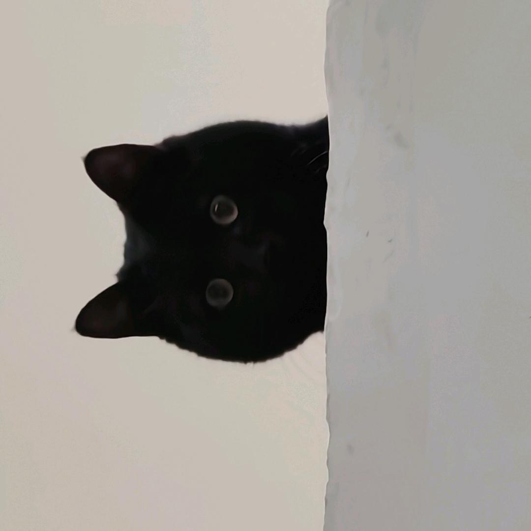 H₂O