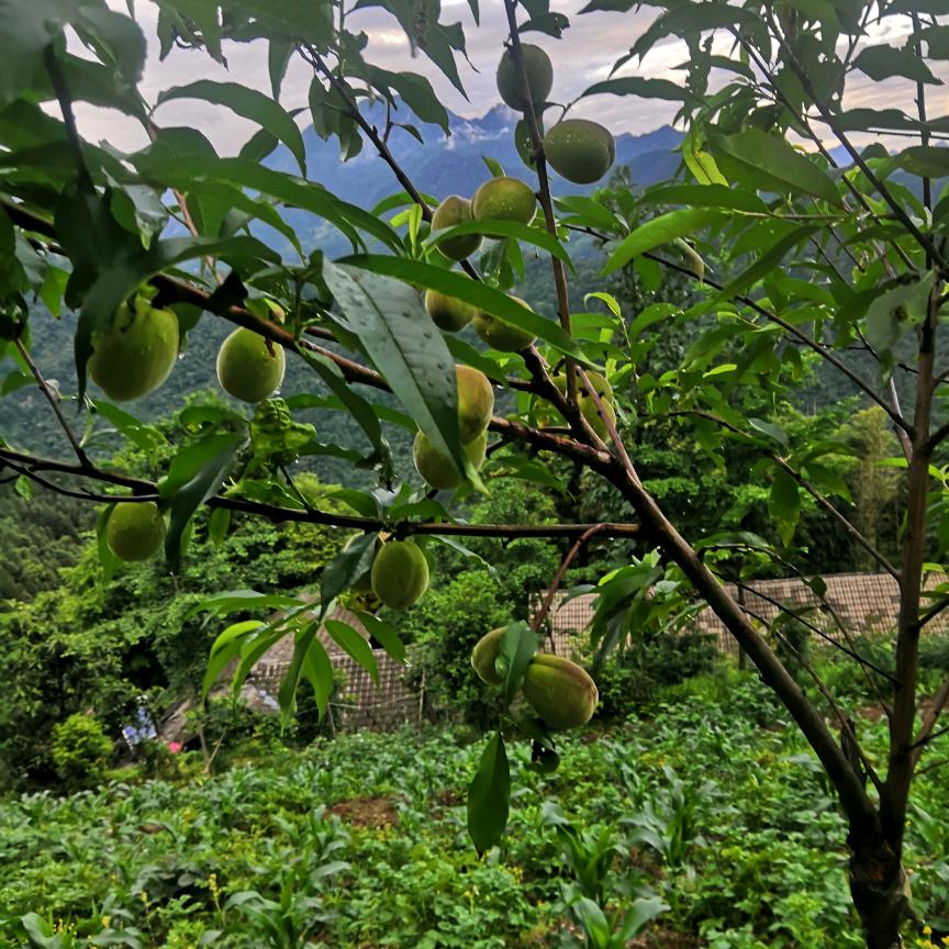 小淘气