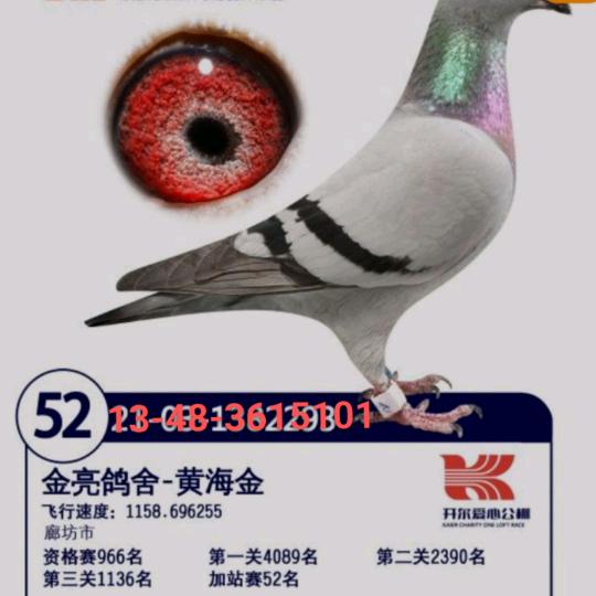 🏆香河金亮赛鸽🏆
