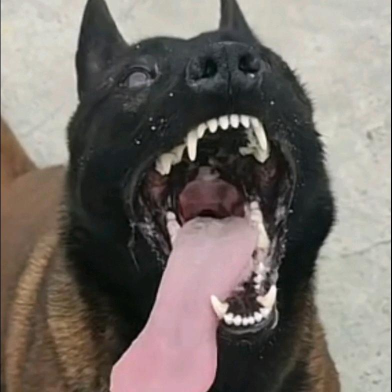 吉飞祥龙犬业 自繁自养