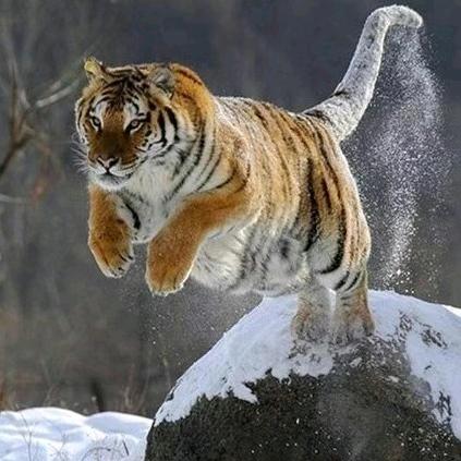 山海牙骨角甄选