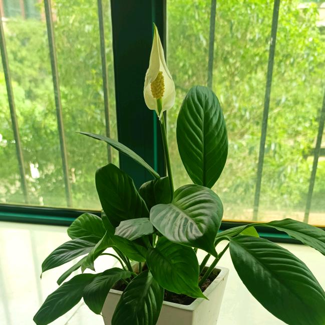 欣欣向荣