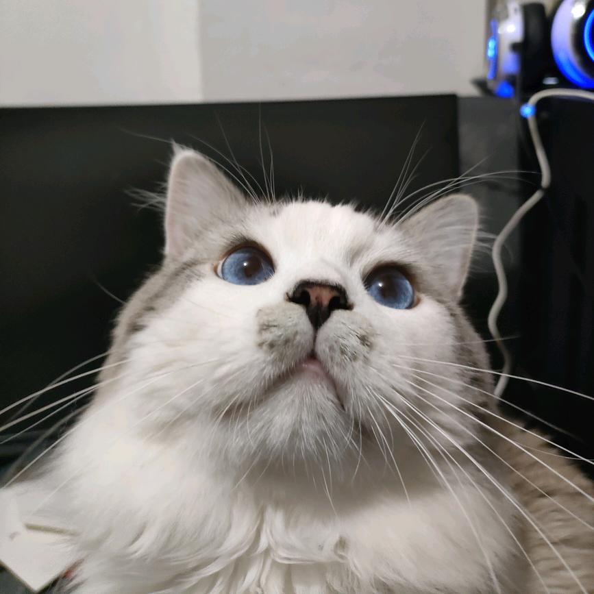 咩咩是只大猫猫