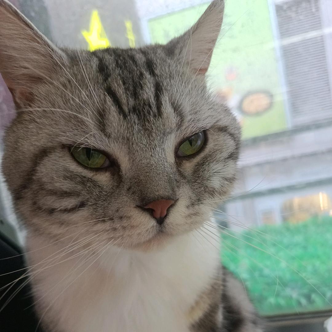 彦祖猪肉佬