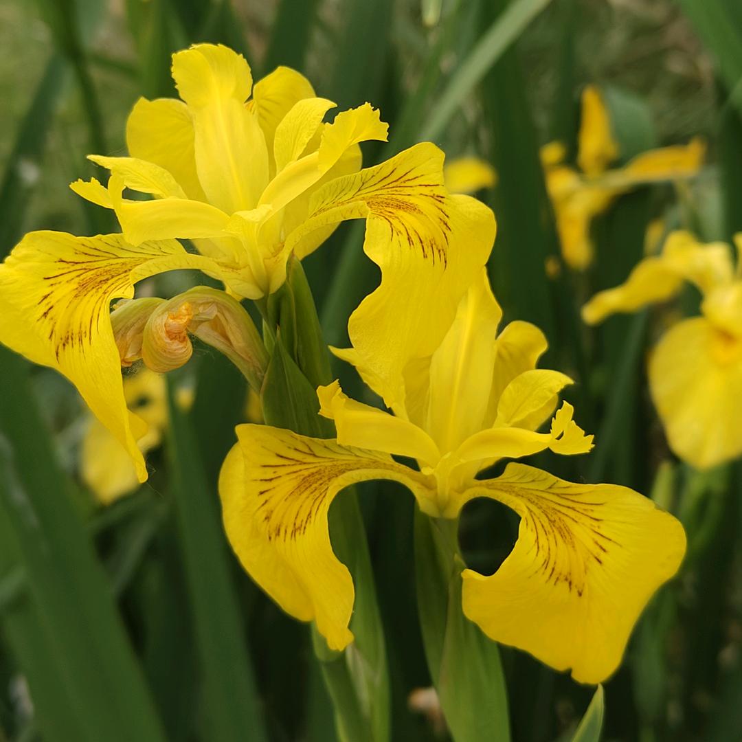 不知道叫什么名字