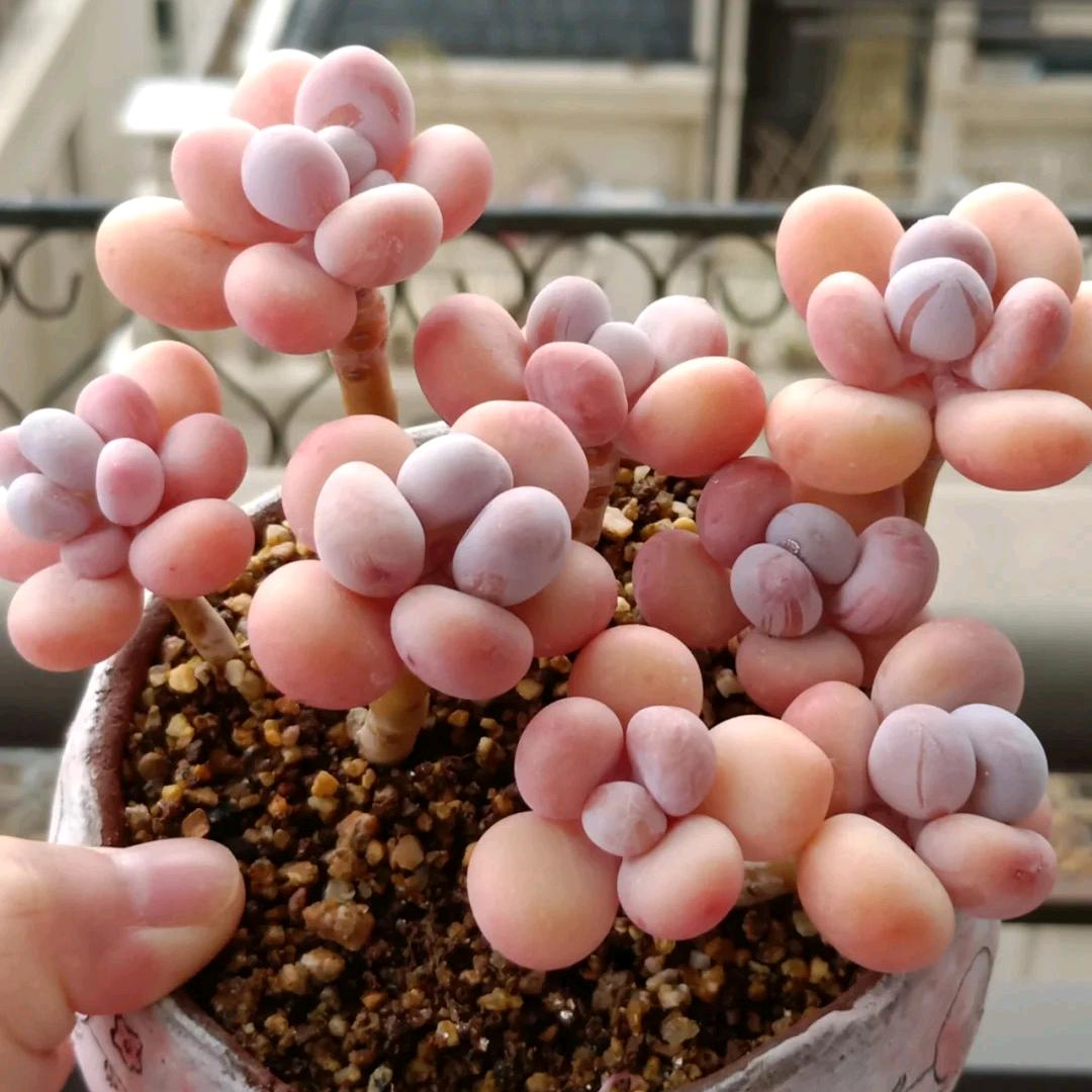 新乡荧荧爱养花