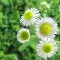 💖秋花香满天💖