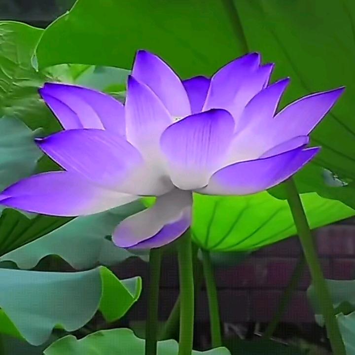 梦想在旅游