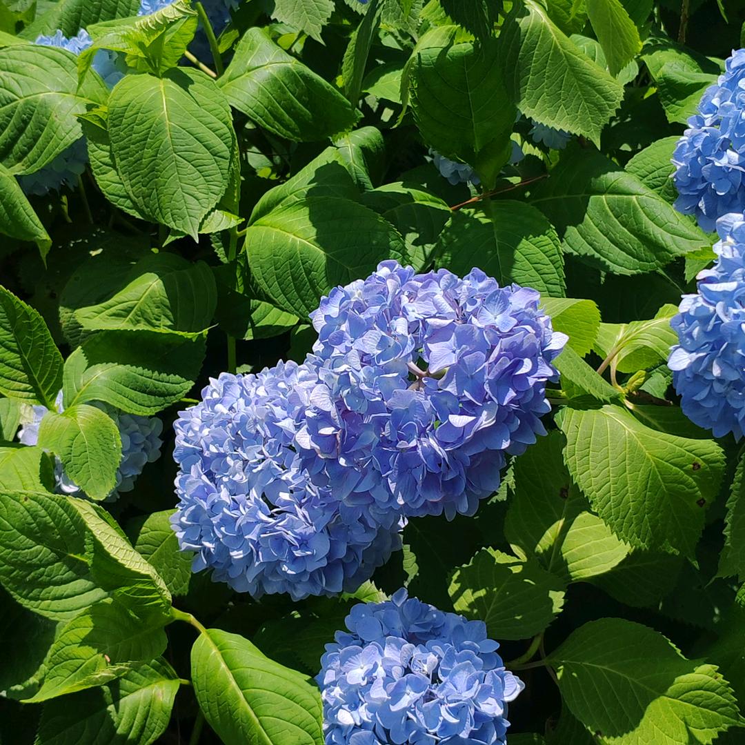 baiyangmiaza