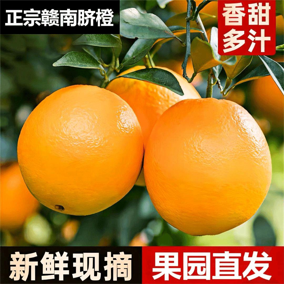 赣南脐橙果园直发