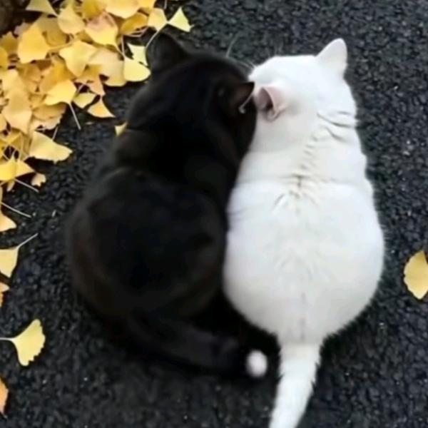 ㅤㅤㅤㅤㅤ渣ㅤㅤㅤㅤㅤㅤㅤㅤㅤㅤㅤㅤㅤ渣