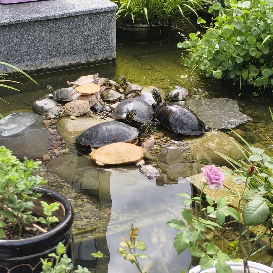 菠萝仔