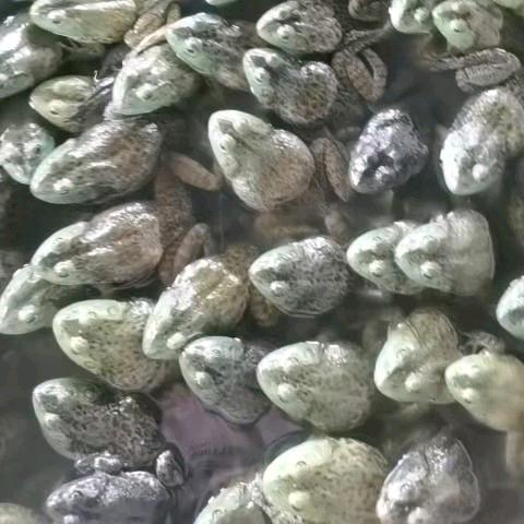 世外桃源养蛙笔记