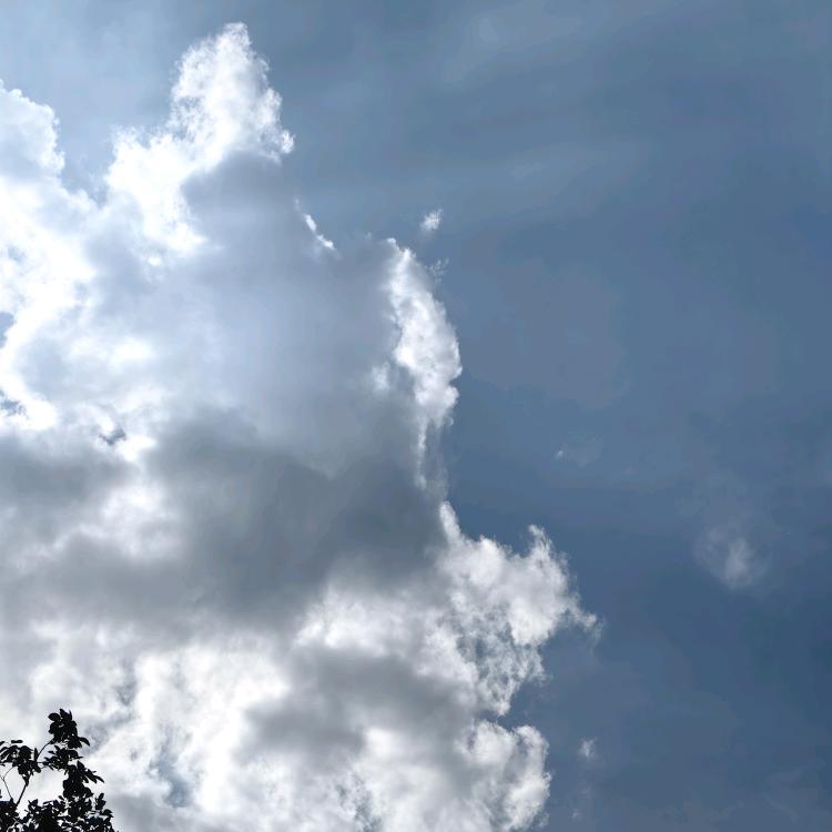 我是一只小海豚