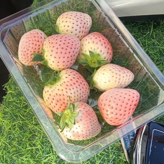 悠悠草莓园