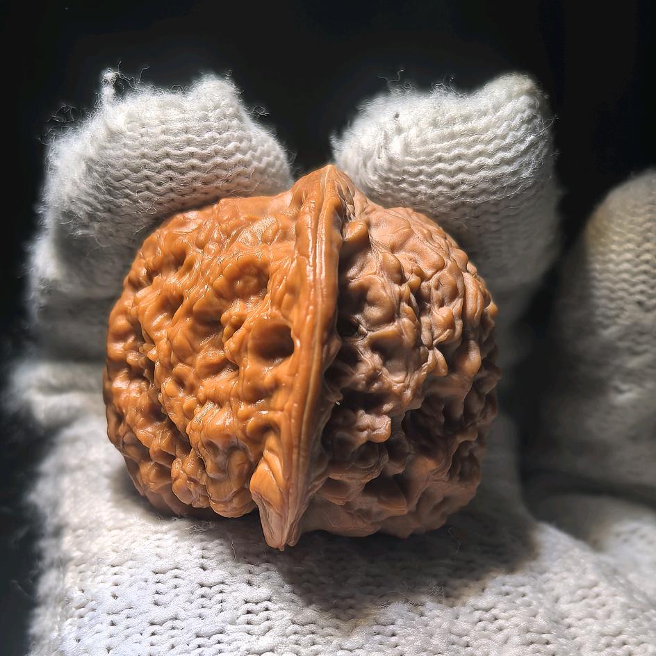 介是核桃