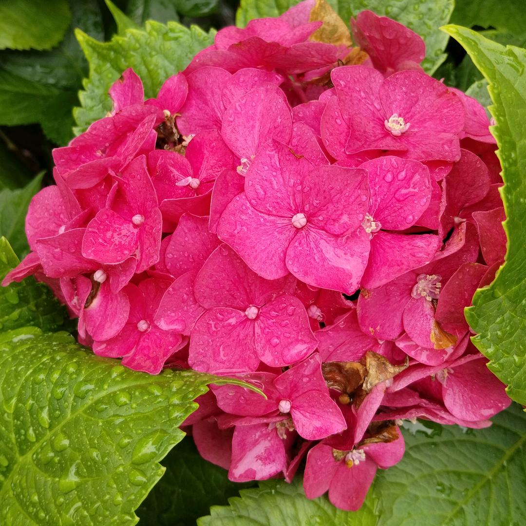 过去已成伤