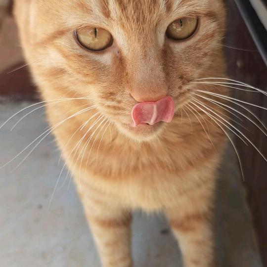 小阳养猫日记