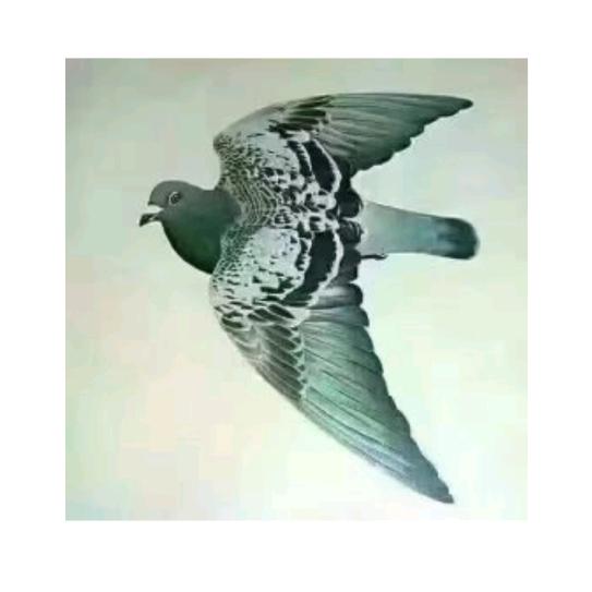 追风逐电🕊🕊🕊