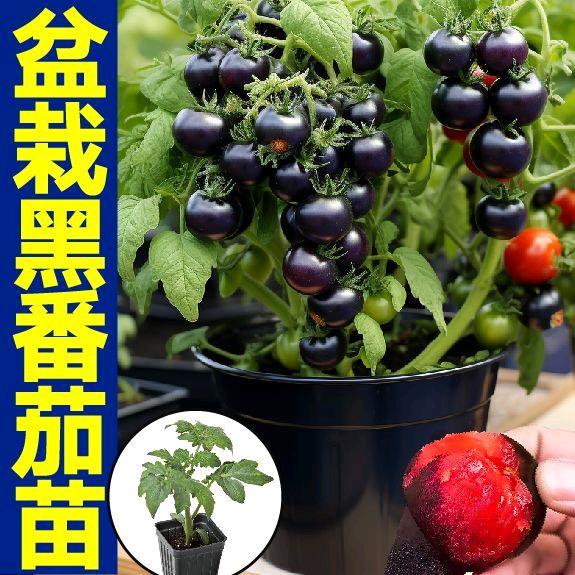 秋美谷笑