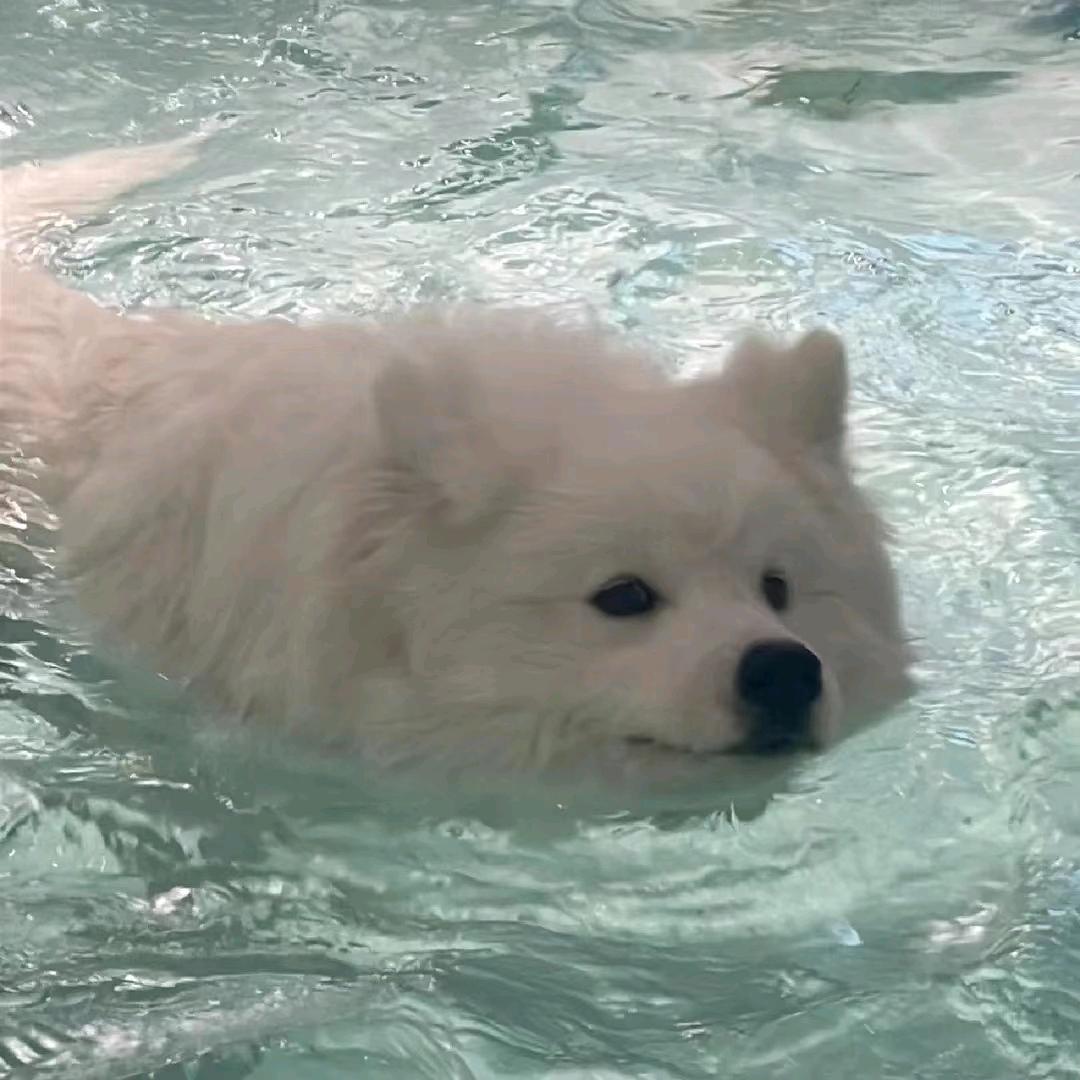 一只小鱼🐟（教练版）