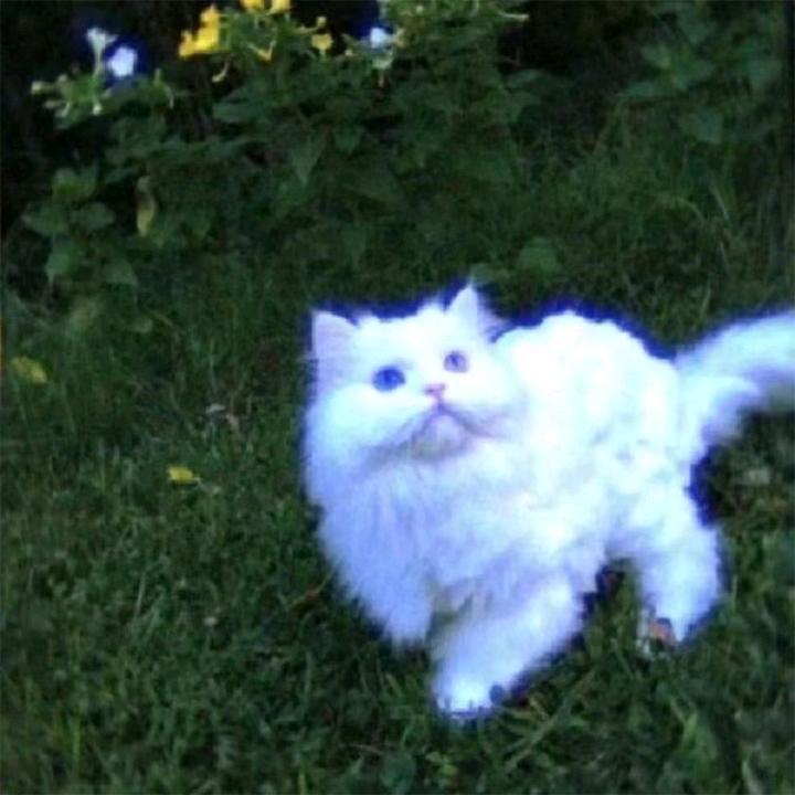 一只猫