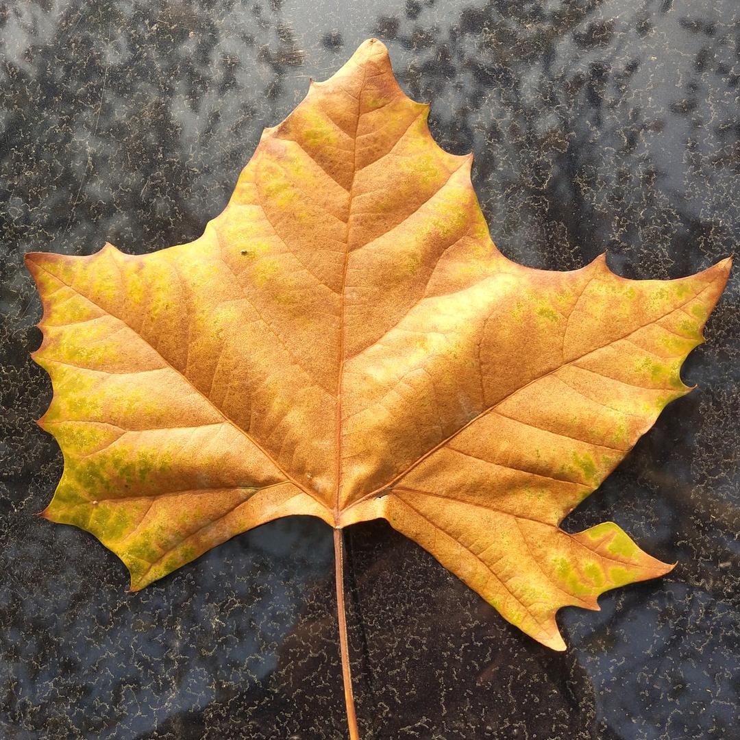 人生若只如初见