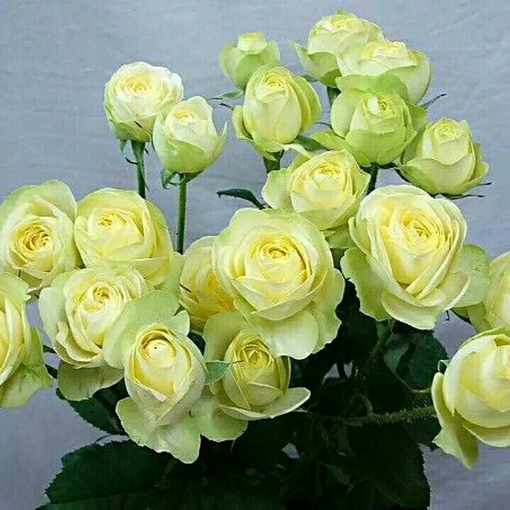 萍韵阁花卉园艺