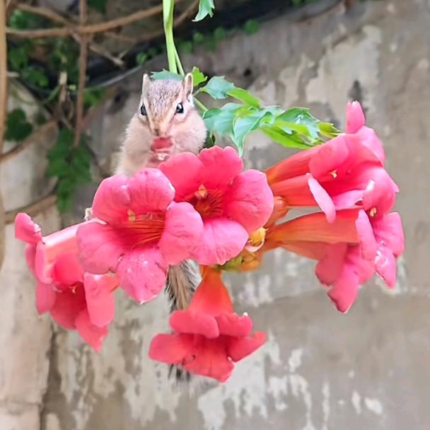 🇮  🇱🇴🇻🇪  🇾🇴🇺