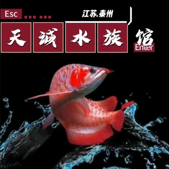 天诚水族