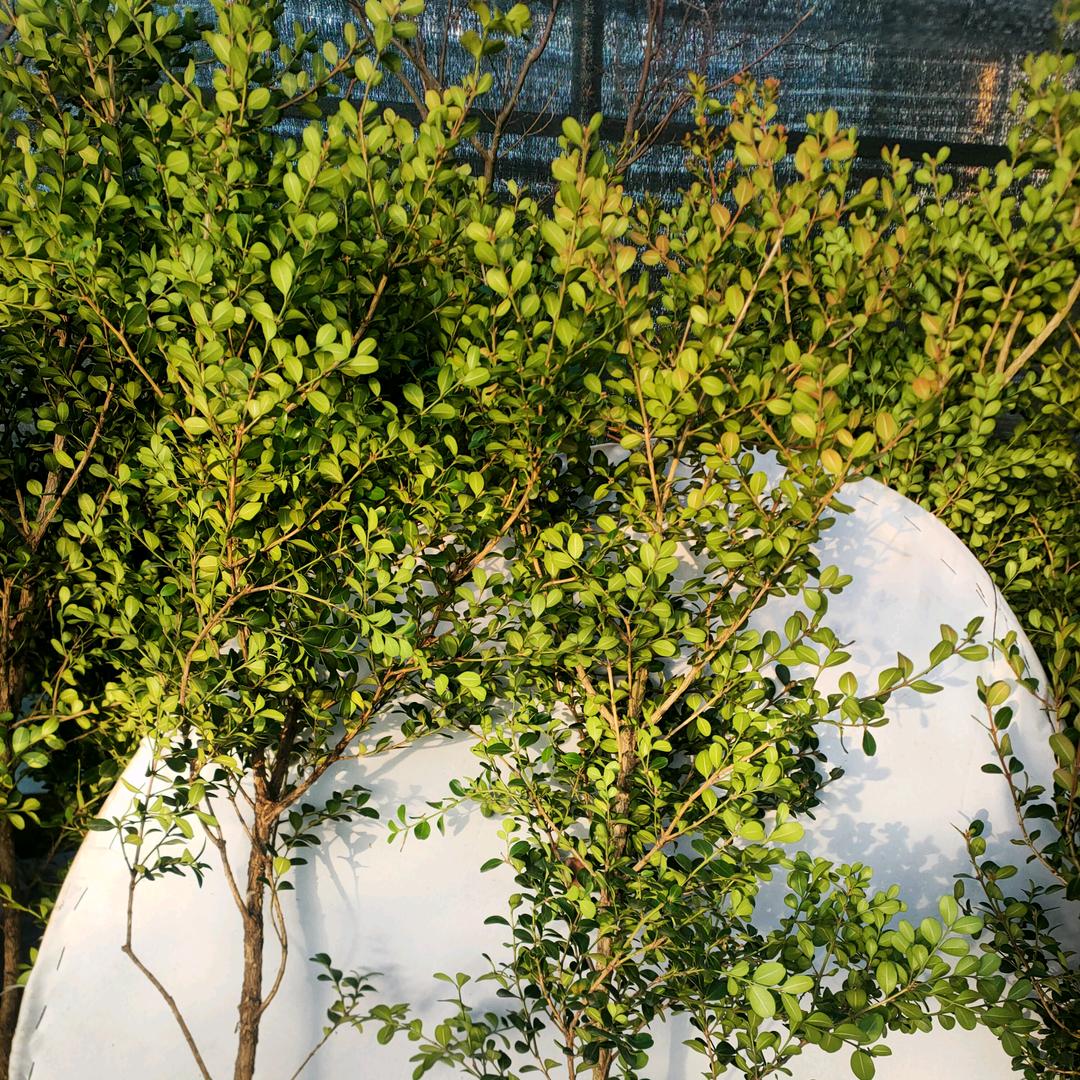 花卉黄杨树盆景基地