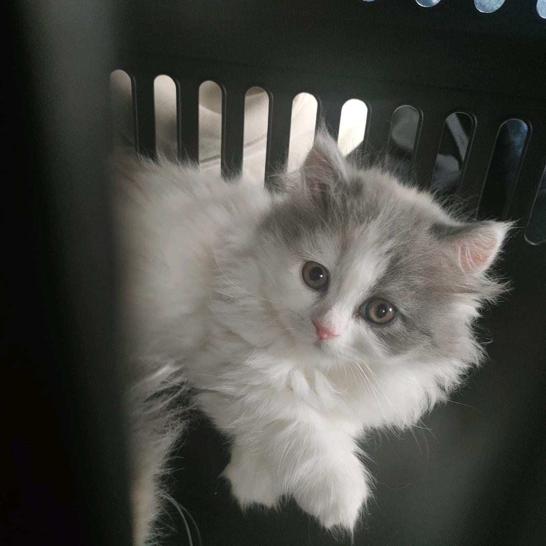 杭州网约车司机✨小莉