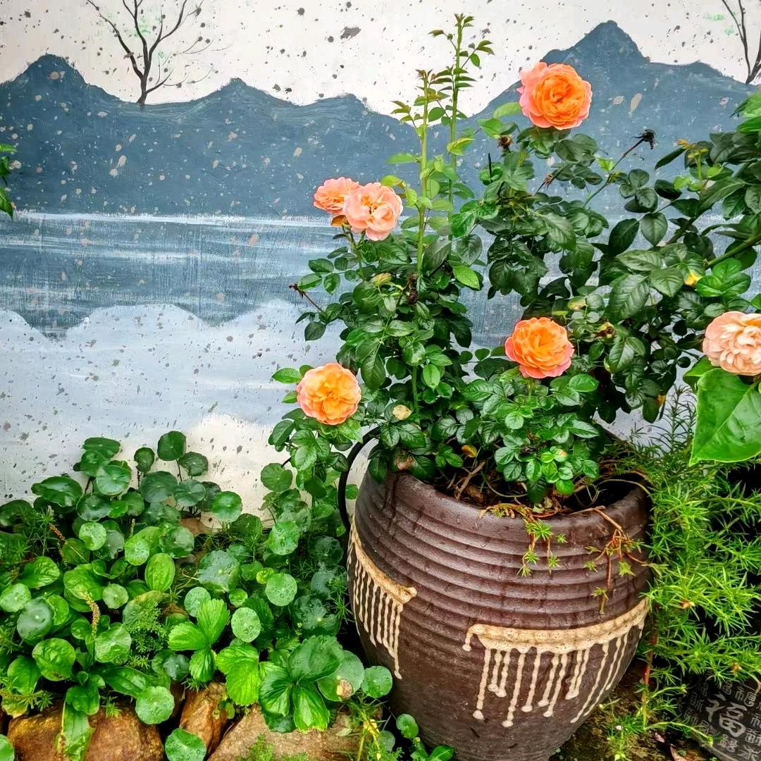 1娜娜Na精选
