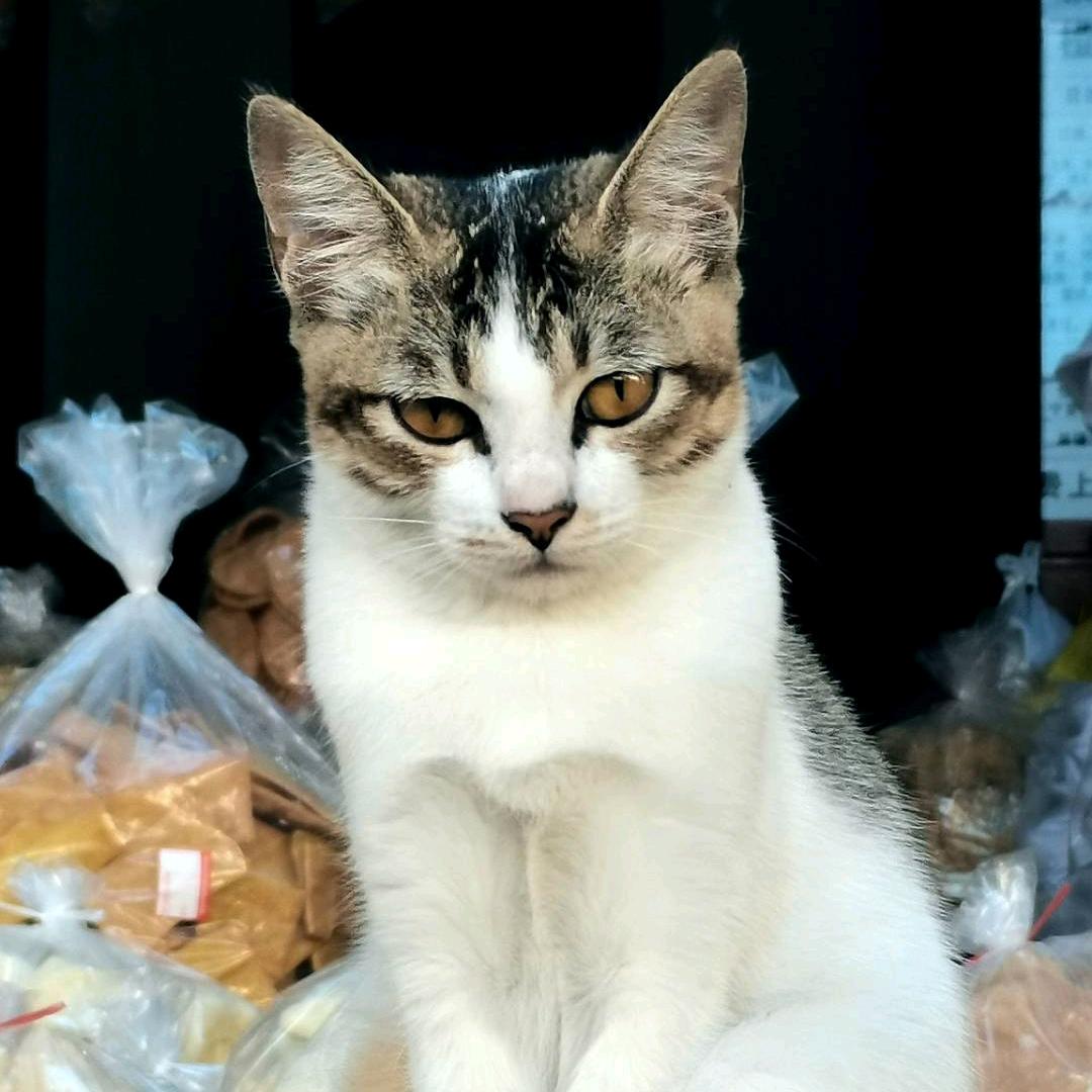 小河刘水哗啦啦