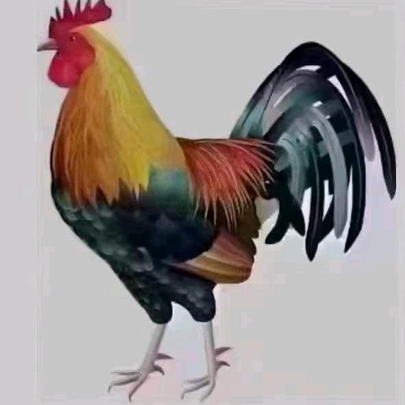 农村梅姐