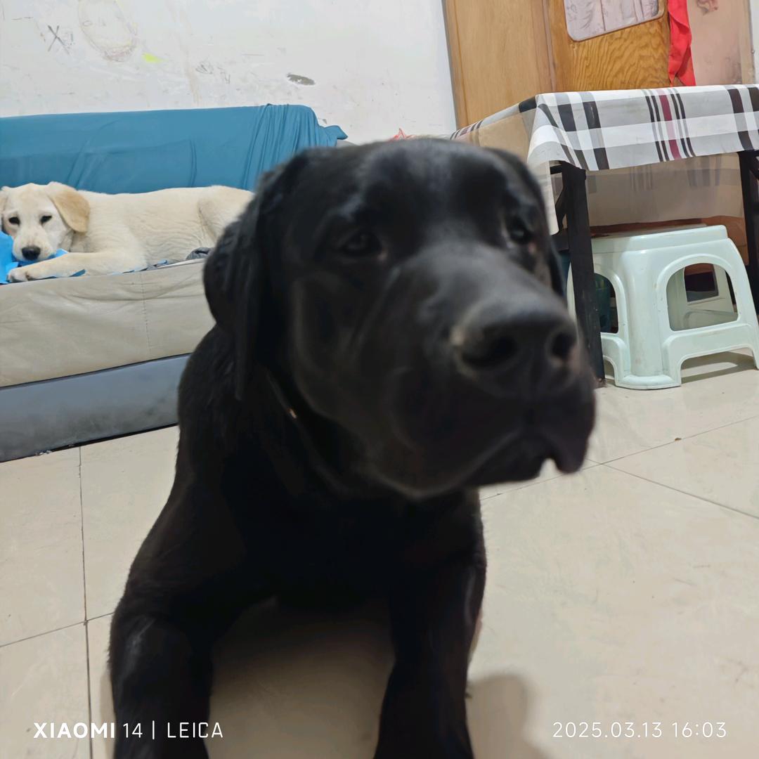 铁牛的平凡生活