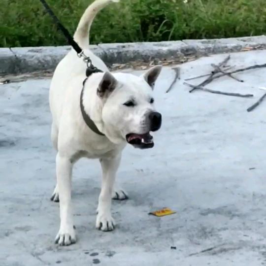 广西大山田园犬