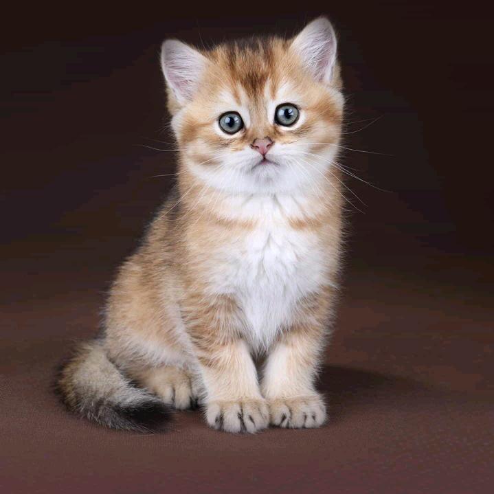 小牛先探