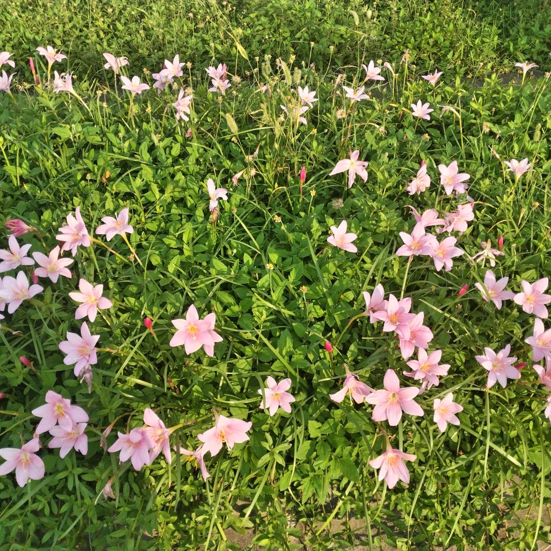 胆小鬼✨