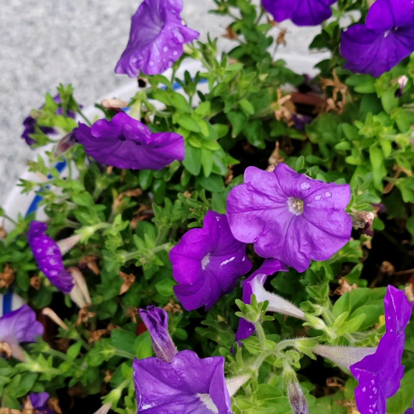虎虎生威
