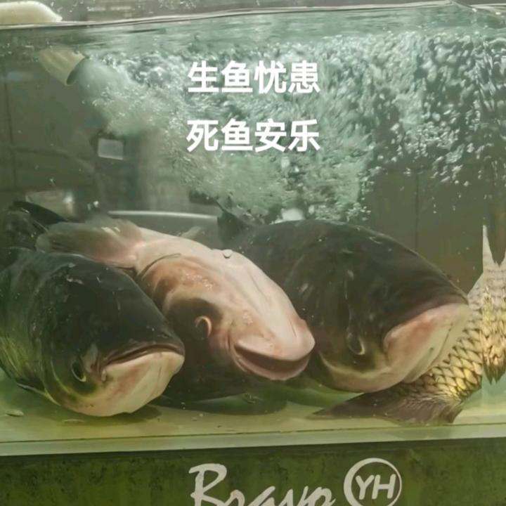 浅夏
