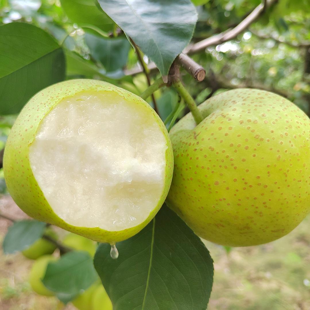 桃梦水果生鲜