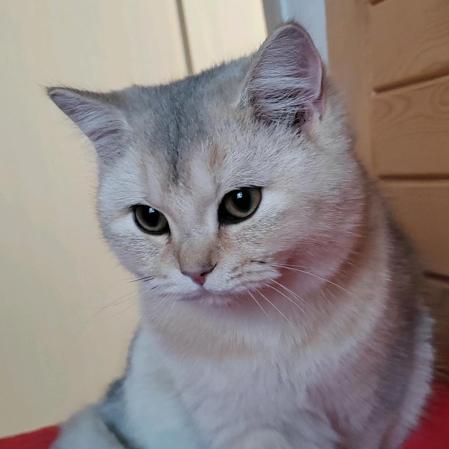 我是一只煤气罐