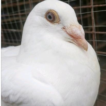 €抓不住就放了@